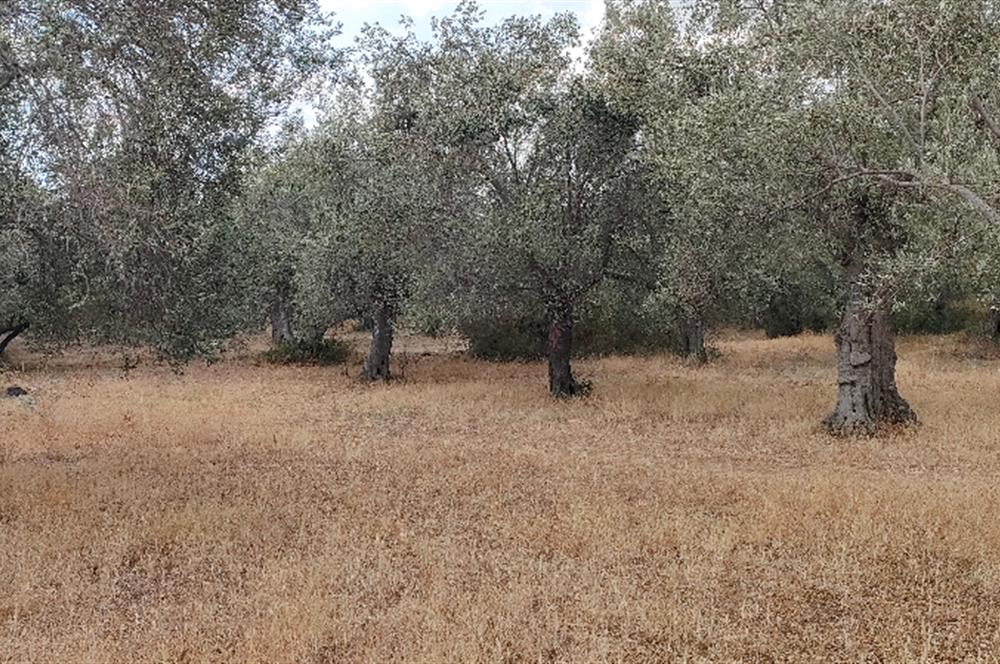 Balıkesir Havran Çamdibi Köyünde Satılık Zeytinlik 