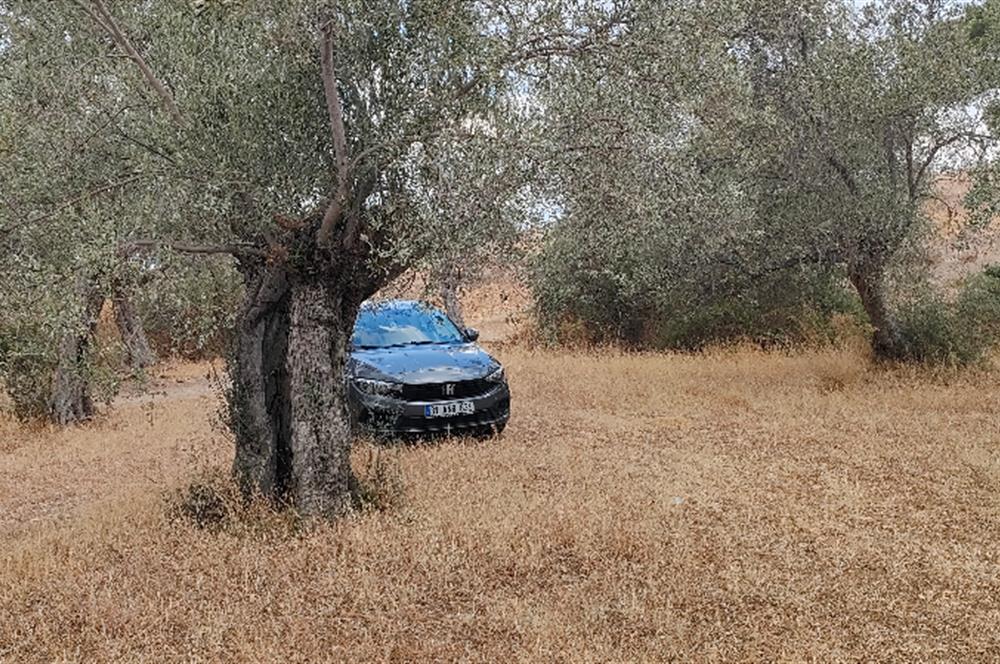 Balıkesir Havran Çamdibi Köyünde Satılık Zeytinlik 