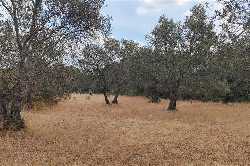 Balıkesir Havran Çamdibi Köyünde Satılık Zeytinlik 