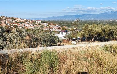 Balıkesir Havran Küçükdere Köyünde Deniz ve Edremit Körfezi Manzaralı Zeytinlik 