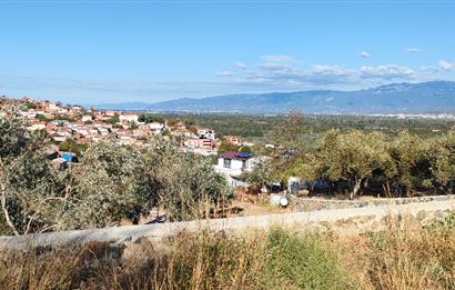 Balıkesir Havran Küçükdere Köyünde Deniz ve Edremit Körfezi Manzaralı Zeytinlik 