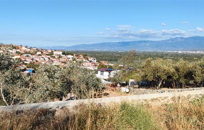 Balıkesir Havran Küçükdere Köyünde Deniz ve Edremit Körfezi Manzaralı Zeytinlik 