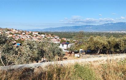 Balıkesir Havran Küçükdere Köyünde Deniz ve Edremit Körfezi Manzaralı Zeytinlik 