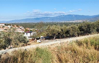 Balıkesir Havran Küçükdere Köyünde Deniz ve Edremit Körfezi Manzaralı Zeytinlik 