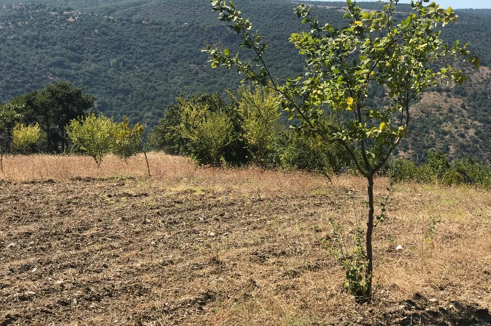 BİLECİK MERKEZ AHMETPINAR KÖYÜ SATILIK İKİ PARSEL