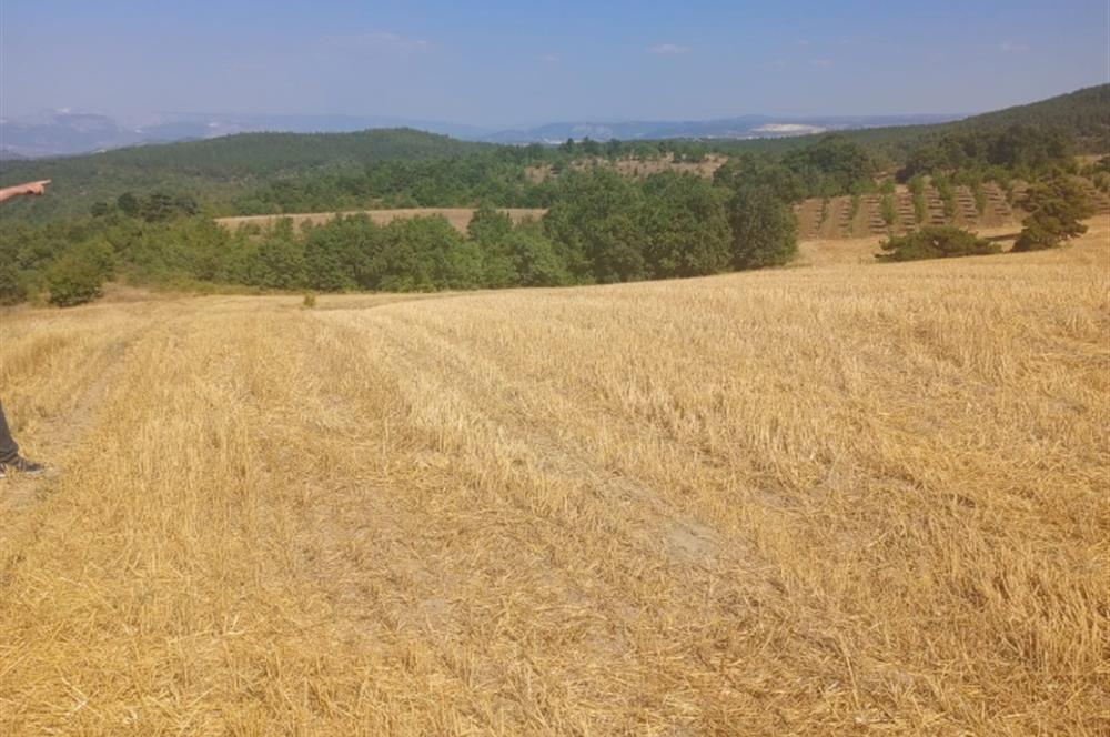 Bilecik Merkez Ahmetpınar Köyü Satılık Tarla 