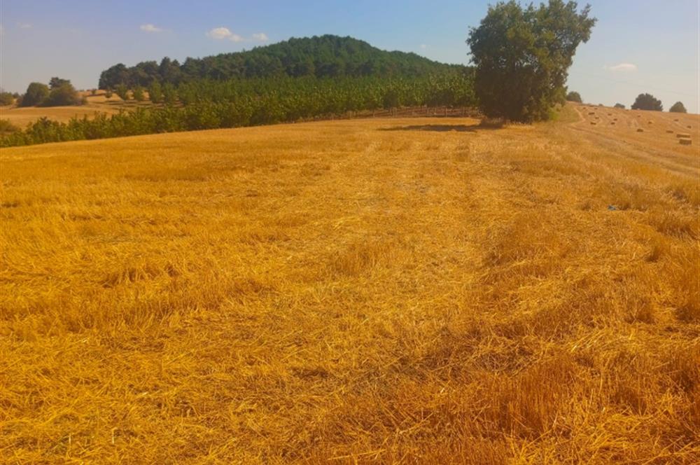 Bilecik Merkez Ahmetpınar Köyü Satılık Tarla 