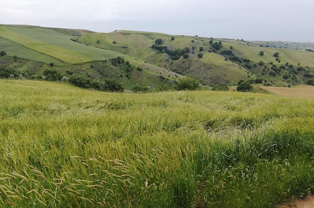 AKYURT KARACALAR'DA SATILIK TARLA