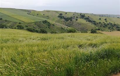 AKYURT KARACALAR'DA SATILIK TARLA