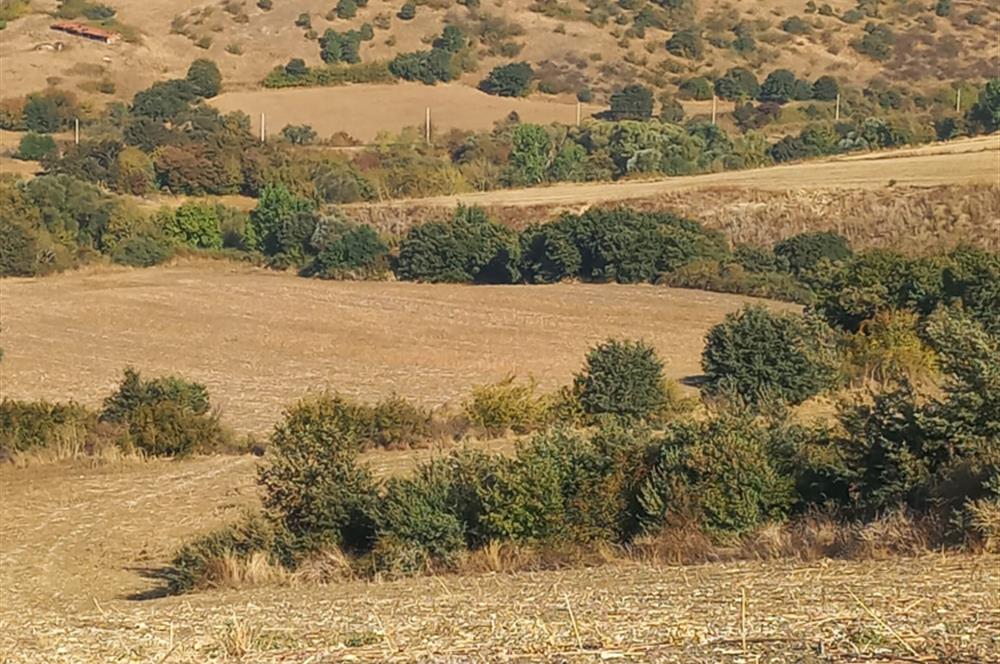 C.21LOCA'DAN SUSURLUK ÖMERKÖYDE SATILIK 71772 M2 MÜKEMMEL TARLA