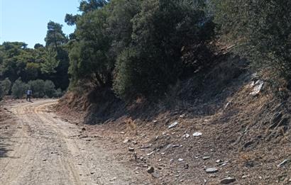 İzmir Bayındır Çenikler'de Satılık Zeytinlik 