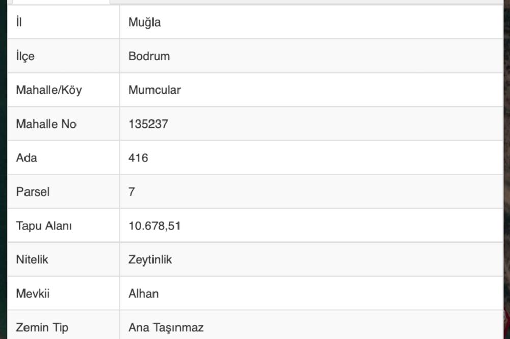 Mumcular'da 3.335 m2 Yerleşim yerlerine yakın Satılık zeytinlik 