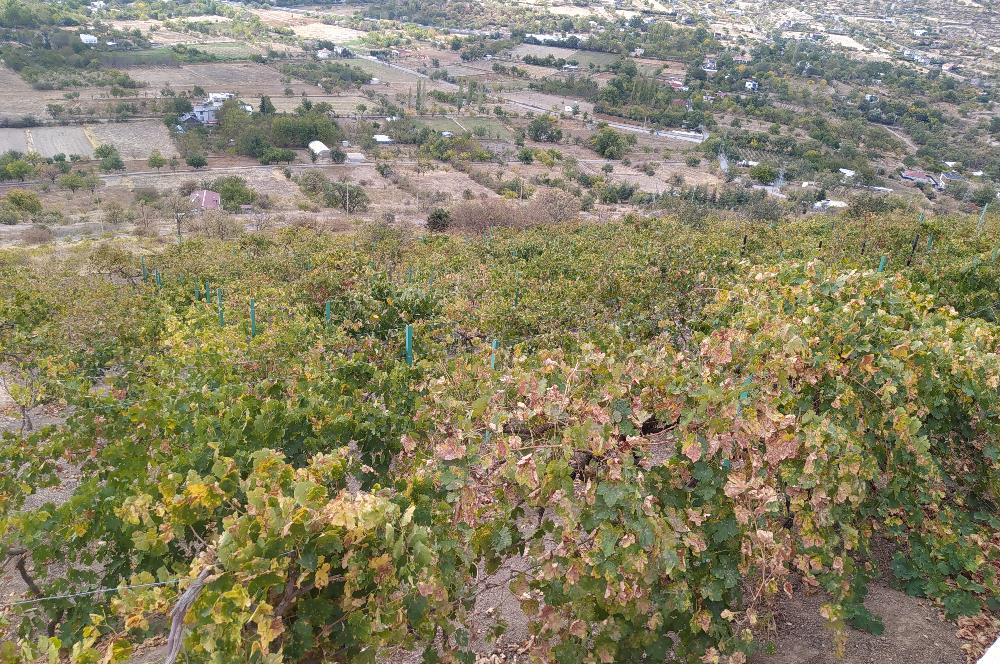 Hisarcık Kızıl Tepe de Bakımlı Satılık Üzüm Bağı