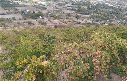 Hisarcık Kızıl Tepe de Bakımlı Satılık Üzüm Bağı