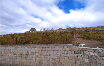 Hisarcık Kızıl Tepe de Bakımlı Satılık Üzüm Bağı