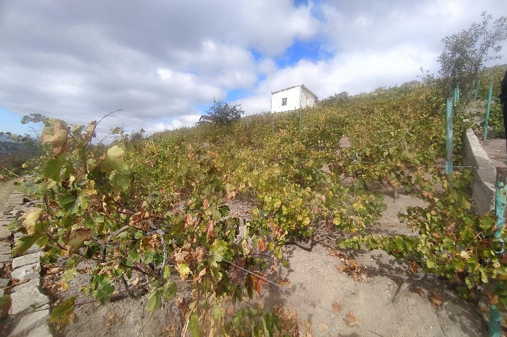 Hisarcık Kızıl Tepe de Bakımlı Satılık Üzüm Bağı