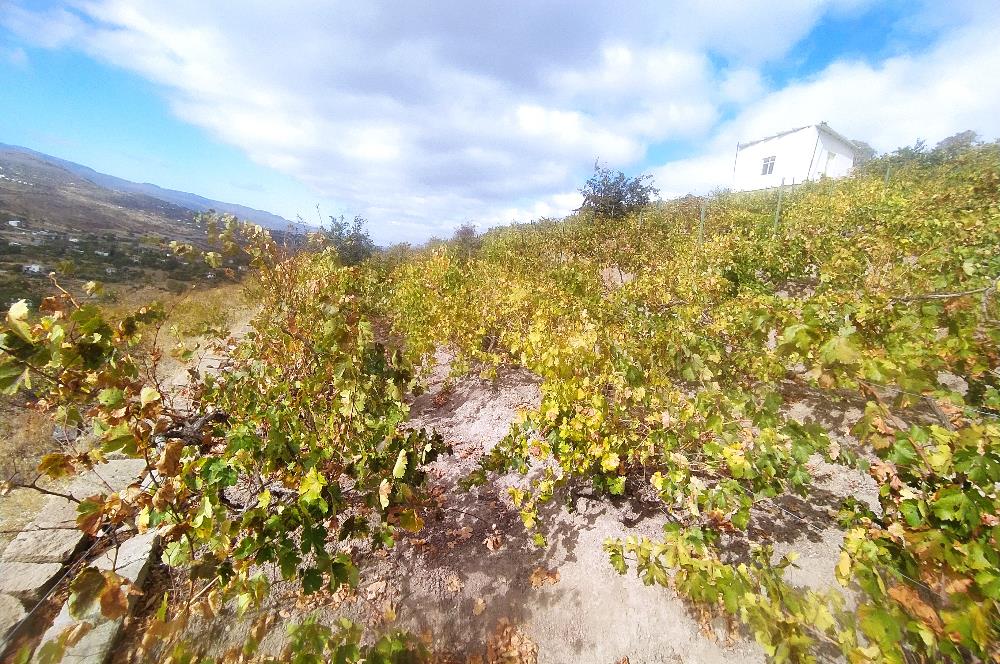 Hisarcık Kızıl Tepe de Bakımlı Satılık Üzüm Bağı