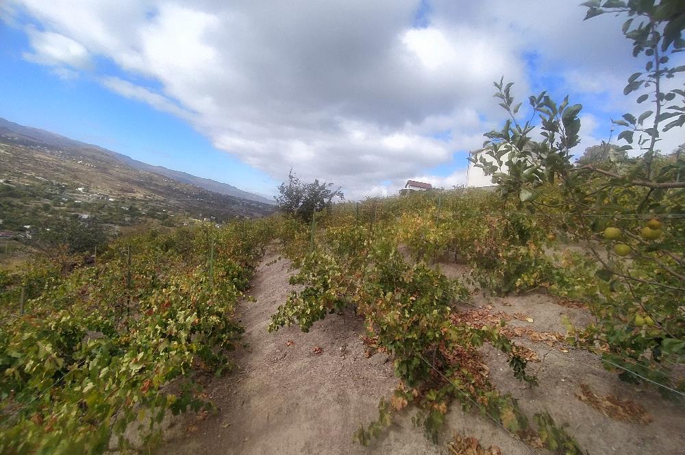 Hisarcık Kızıl Tepe de Bakımlı Satılık Üzüm Bağı