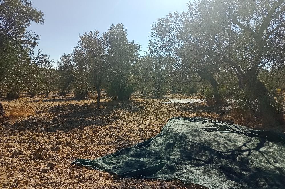 Ayvalık'ta Satılık, Yolu Olan, Tel Örgü İle Çevrili Zeytinlik