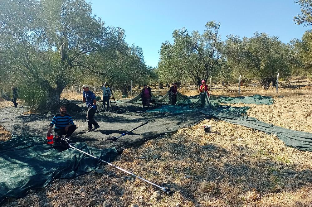 Ayvalık'ta Satılık, Yolu Olan, Tel Örgü İle Çevrili Zeytinlik