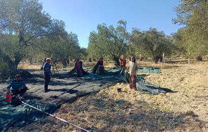 Ayvalık'ta Satılık, Yolu Olan, Tel Örgü İle Çevrili Zeytinlik