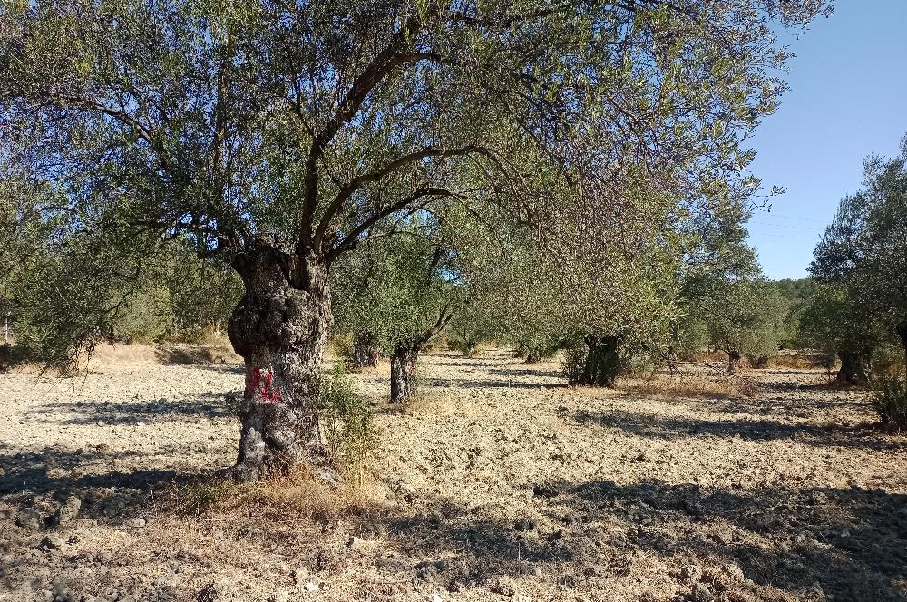 Ayvalık'ta Satılık, Yolu Olan, Tel Örgü İle Çevrili Zeytinlik