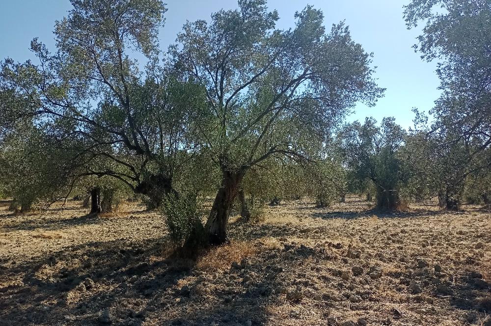 Ayvalık'ta Satılık, Yolu Olan, Tel Örgü İle Çevrili Zeytinlik