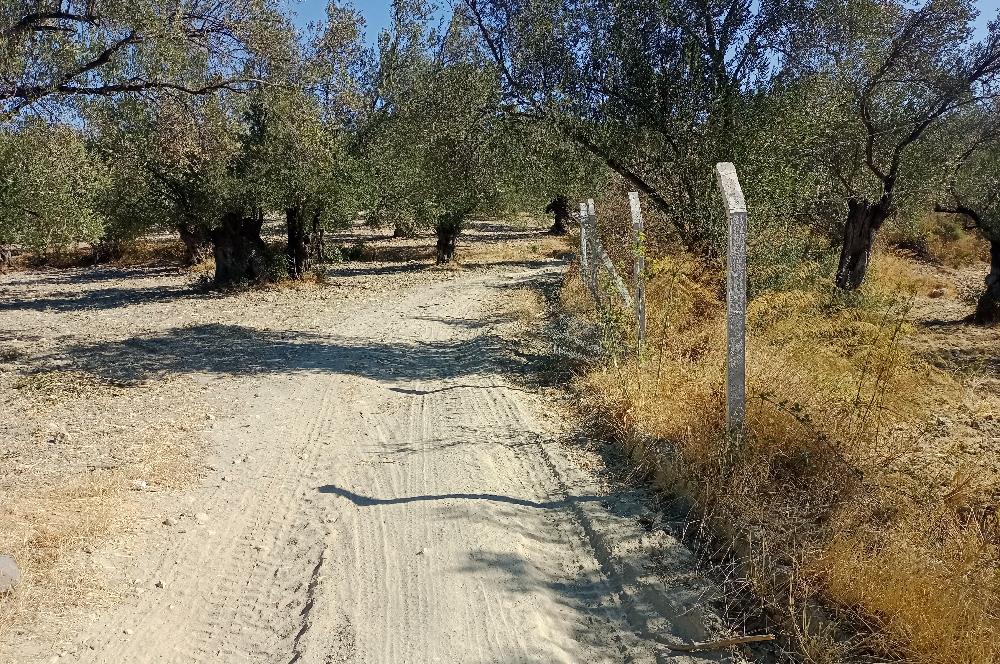 Ayvalık'ta Satılık, Yolu Olan, Tel Örgü İle Çevrili Zeytinlik