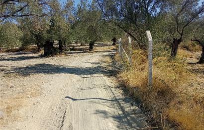 Ayvalık'ta Satılık, Yolu Olan, Tel Örgü İle Çevrili Zeytinlik