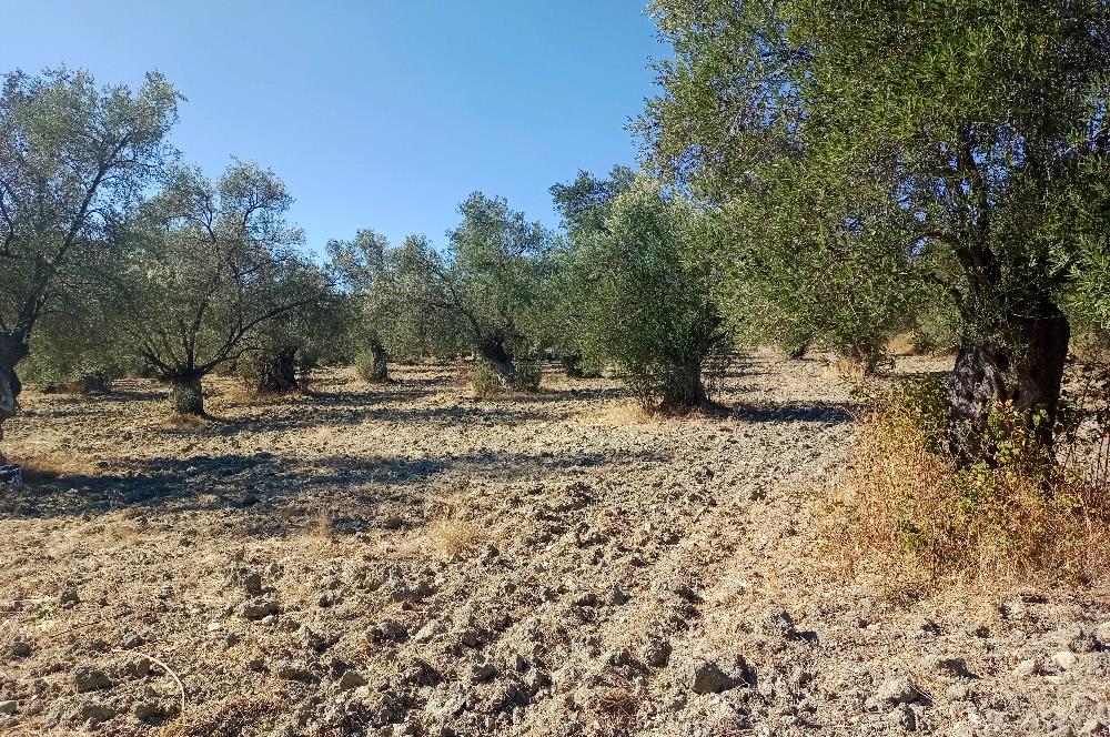 Ayvalık'ta Satılık, Yolu Olan, Tel Örgü İle Çevrili Zeytinlik