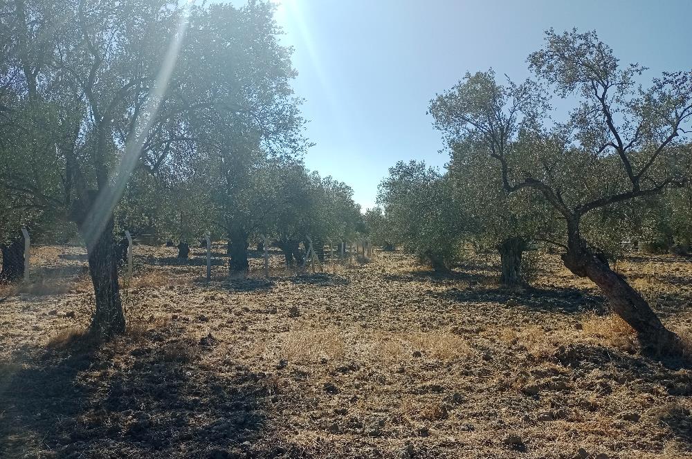 Ayvalık'ta Satılık, Yolu Olan, Tel Örgü İle Çevrili Zeytinlik