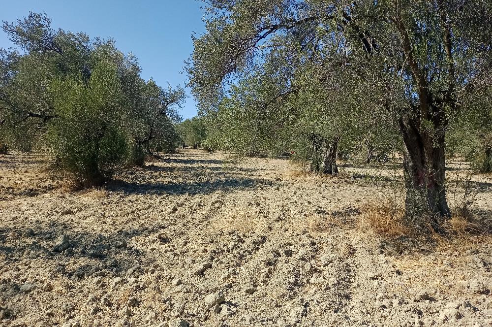 Ayvalık'ta Satılık, Yolu Olan, Tel Örgü İle Çevrili Zeytinlik