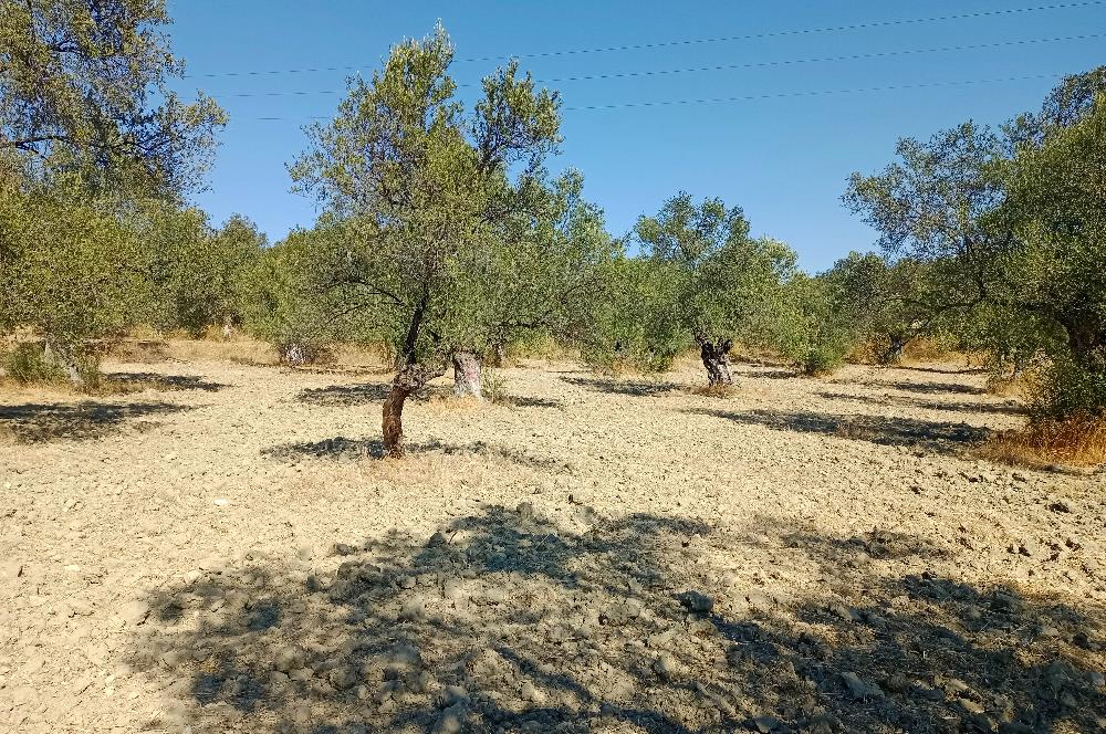 Ayvalık'ta Satılık, Yolu Olan, Tel Örgü İle Çevrili Zeytinlik