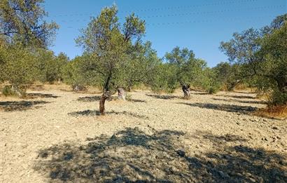 Ayvalık'ta Satılık, Yolu Olan, Tel Örgü İle Çevrili Zeytinlik