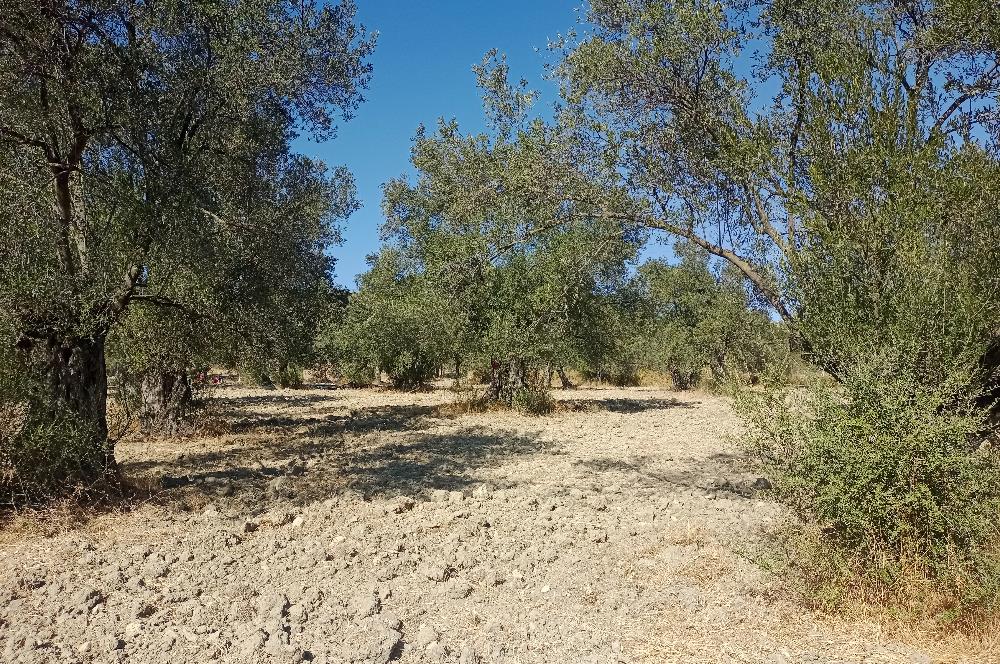 Ayvalık'ta Satılık, Yolu Olan, Tel Örgü İle Çevrili Zeytinlik