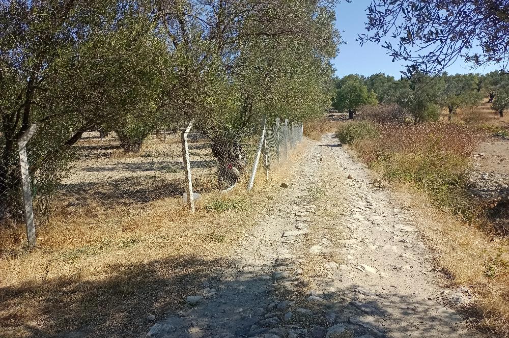 Ayvalık'ta Satılık, Yolu Olan, Tel Örgü İle Çevrili Zeytinlik