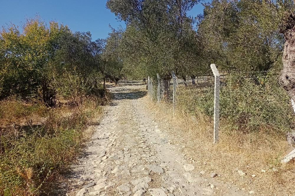 Ayvalık'ta Satılık, Yolu Olan, Tel Örgü İle Çevrili Zeytinlik