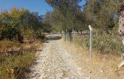 Ayvalık'ta Satılık, Yolu Olan, Tel Örgü İle Çevrili Zeytinlik