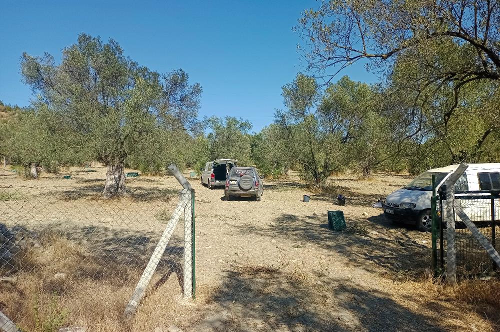 Ayvalık'ta Satılık, Yolu Olan, Tel Örgü İle Çevrili Zeytinlik