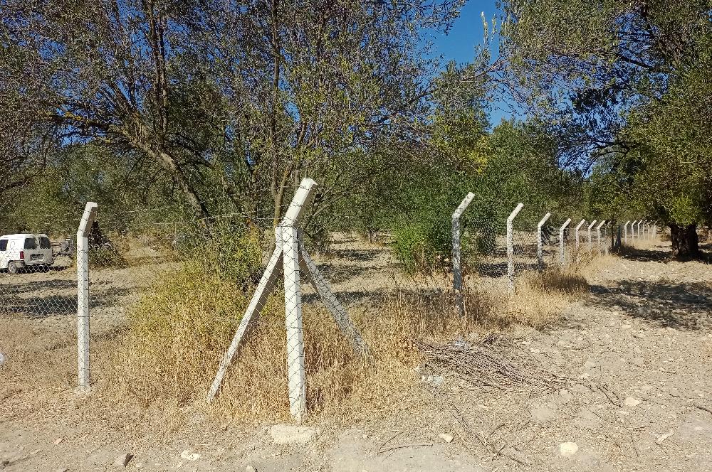 Ayvalık'ta Satılık, Yolu Olan, Tel Örgü İle Çevrili Zeytinlik