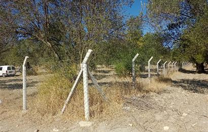 Ayvalık'ta Satılık, Yolu Olan, Tel Örgü İle Çevrili Zeytinlik