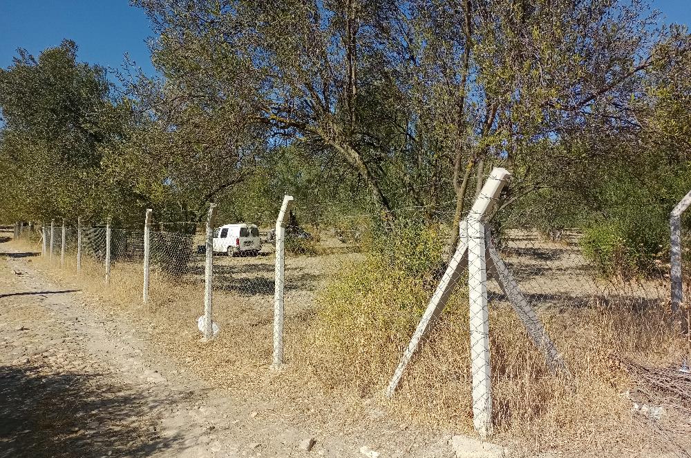 Ayvalık'ta Satılık, Yolu Olan, Tel Örgü İle Çevrili Zeytinlik