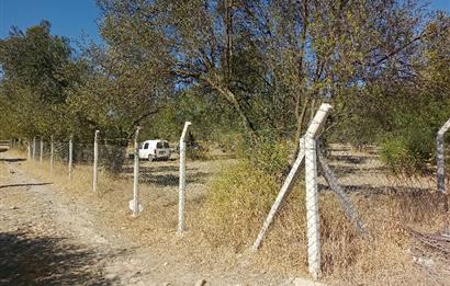 Ayvalık'ta Satılık, Yolu Olan, Tel Örgü İle Çevrili Zeytinlik