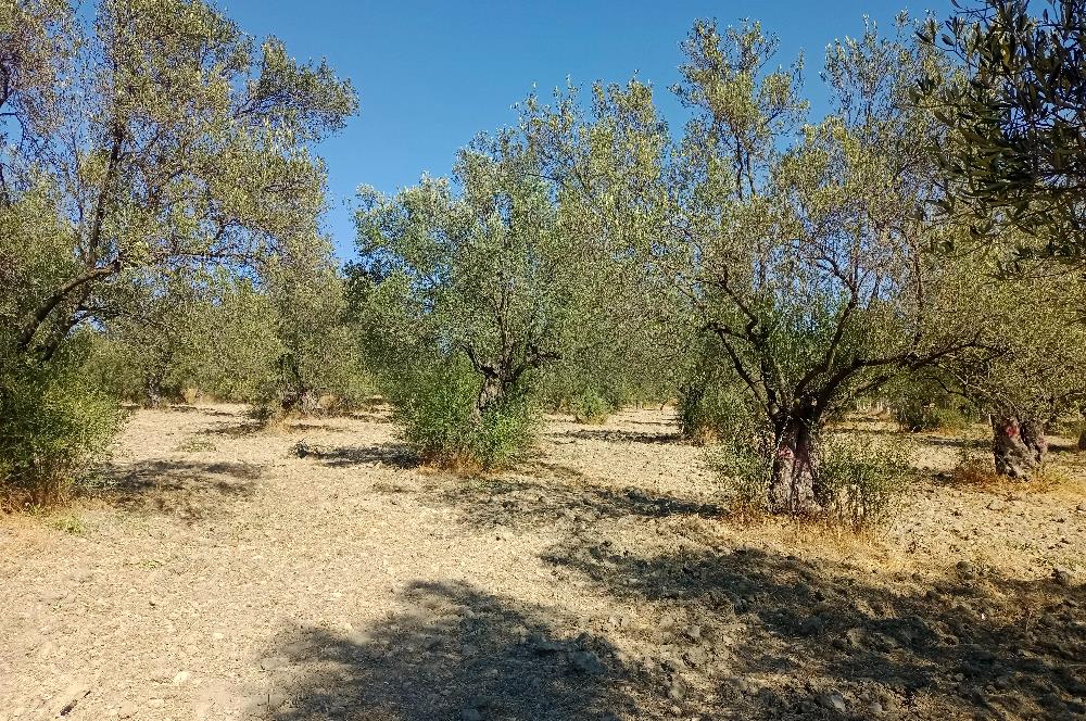 Ayvalık'ta Satılık, Yolu Olan, Tel Örgü İle Çevrili Zeytinlik