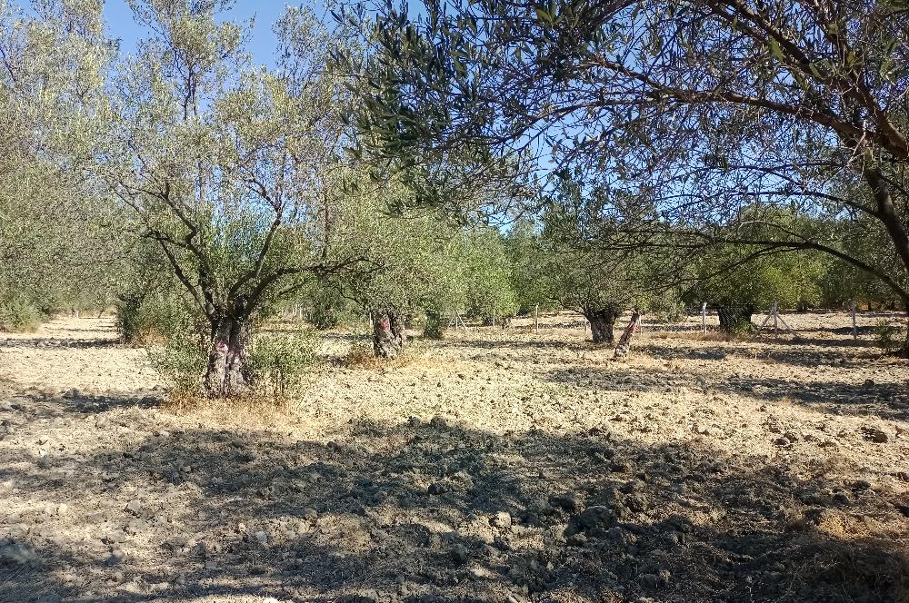 Ayvalık'ta Satılık, Yolu Olan, Tel Örgü İle Çevrili Zeytinlik