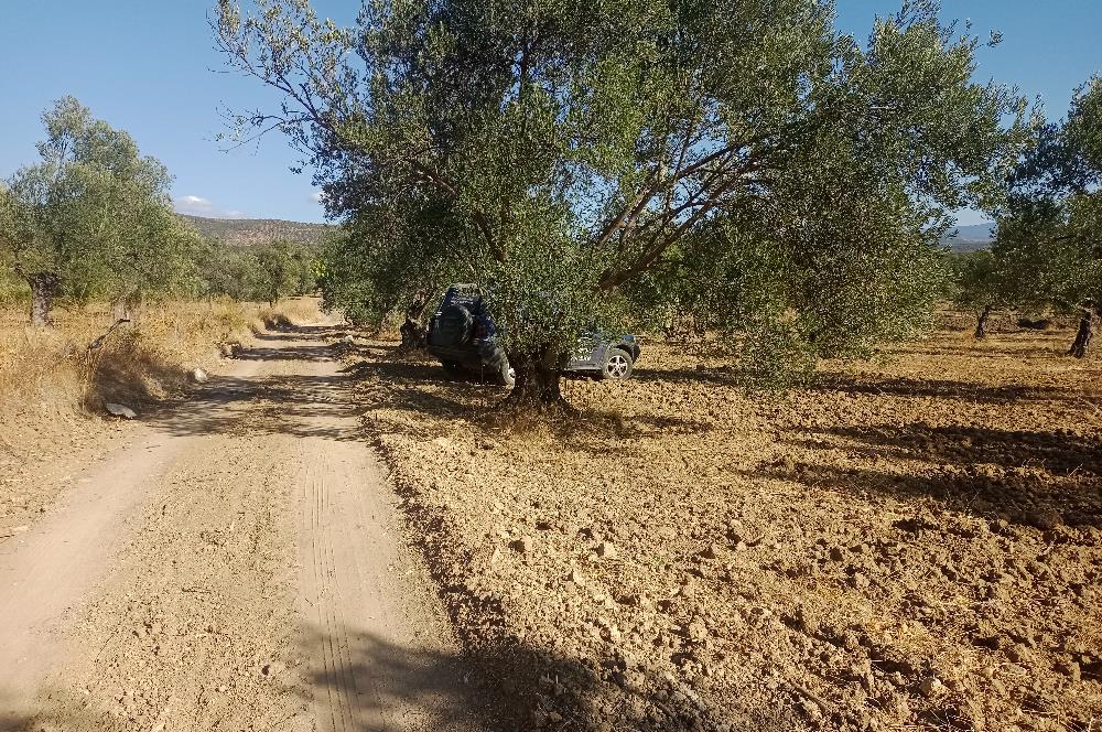 Kemalpaşa'da Satılık Yağlık ve Sofralık Tip, Yolu Olan Zeytinlik