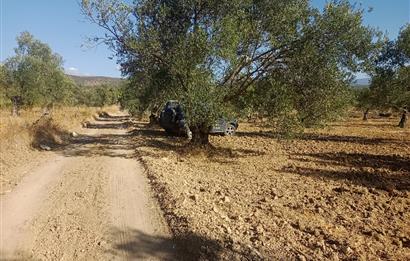 Kemalpaşa'da Satılık Yağlık ve Sofralık Tip, Yolu Olan Zeytinlik