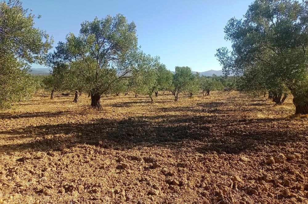 Kemalpaşa'da Satılık Yağlık ve Sofralık Tip, Yolu Olan Zeytinlik