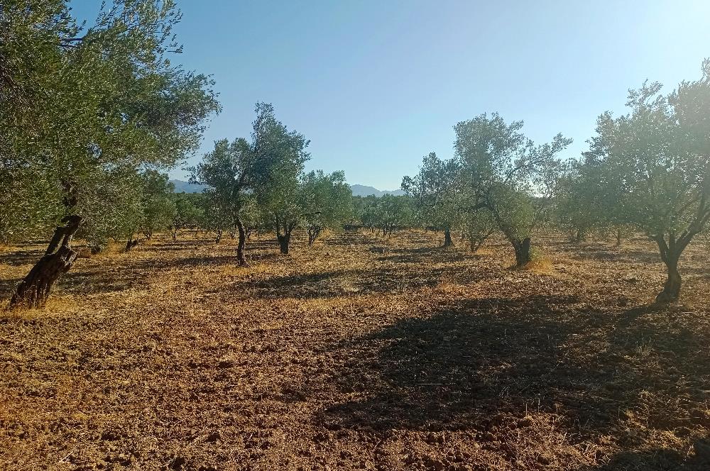 Kemalpaşa'da Satılık Yağlık ve Sofralık Tip, Yolu Olan Zeytinlik