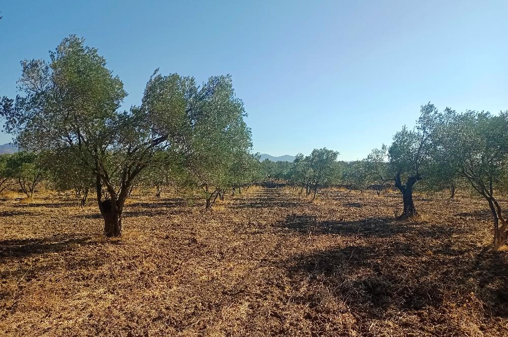 Kemalpaşa'da Satılık Yağlık ve Sofralık Tip, Yolu Olan Zeytinlik